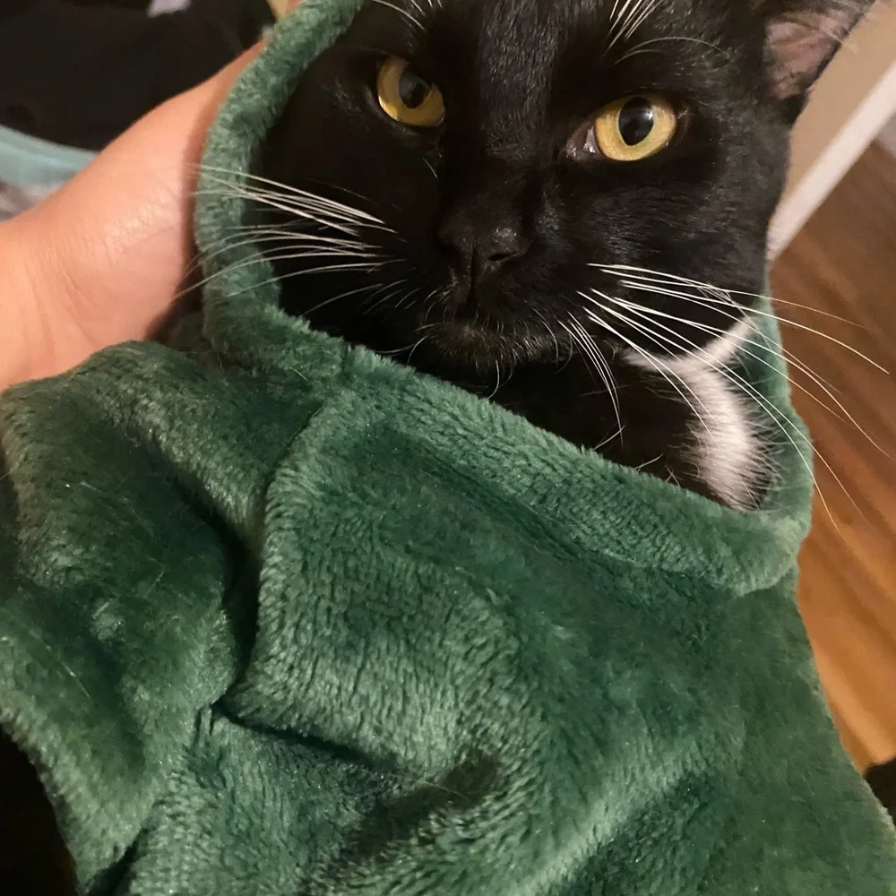 Cat dinosaur pj/costume for pets .
